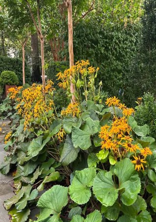 БУЗУЛЬНИК зубчастий  Desdemona